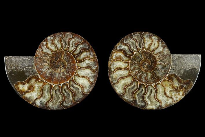 5.7" Agatized Ammonite Fossil - Beautiful Preservation